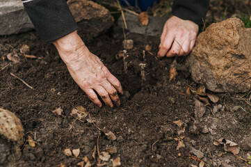 An elderly woman gardener, farmer plants seedlings with her hands in the ground in the spring in the garden. Photography, agricultural concept.