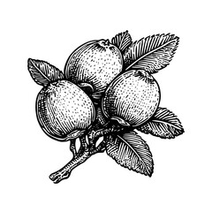 Elegant engraved illustration of a vintage fruit branch with hand-drawn detail showcasing three ripe apples