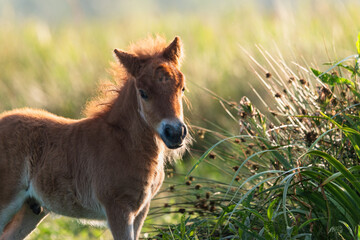 Cute fluffy pony foal standing on a grassy field. The young horse has a curly mane and soft fur