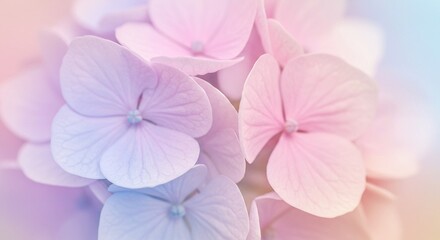 Obraz premium Pastel Pink and Blue Hydrangea Blooms Close Up Macro Flower Photography