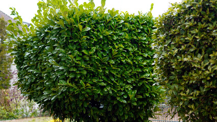 Amazing garden design with a blossom colorful flowers bed in the foreground. Green lawn grass and fruit trees. Greenhouse and relax lounge area with table and benches in the garden.