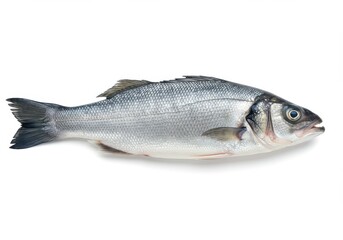 Obraz premium A whole fresh sea bass fish lying horizontally on a white surface in a studio setting