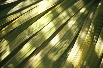 Obraz premium Sunlight filters through the parallel lines of long, slender palm leaves, creating a mesmerizing texture.