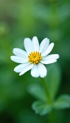 Fototapeta premium Delicate gypsophila blooms, tiny white petals, close-up view , gypsophila, romantic, wedding decor