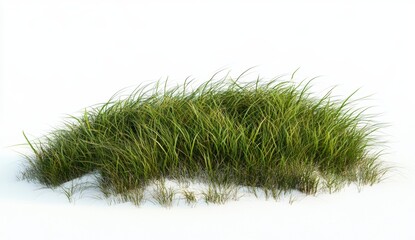 Lush green grass tuft against white background