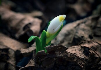 Detail of Spring snowdrop, the plant is just emerging from the ground