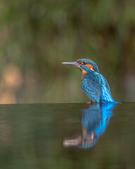Eisvogel