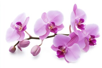 A beautiful orchid with purple flowers, isolated on a white background.