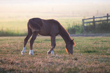 young brown foal grazing in a sunlit meadow with a rustic wooden fence 