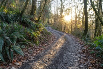 Obraz premium Sunlit forest path winds through lush ferns and moss-covered trees at sunset.