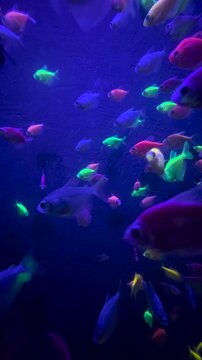 Diversidad marina colores