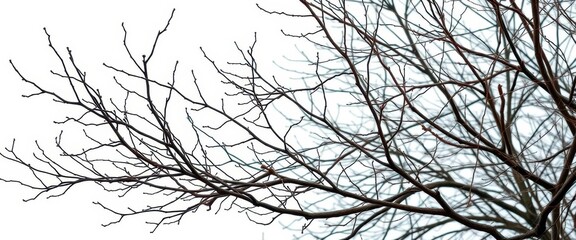 Bare, intertwined branches against a stark white backdrop, rustic, intricate
