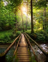 Obraz premium Lush green forest with sunlight filtering through dense foliage, a small wooden bridge over a stream