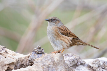 The dunnock, shy woodland dweller 