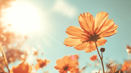 A vibrant orange flower basking in the sunlight against a clear blue sky.