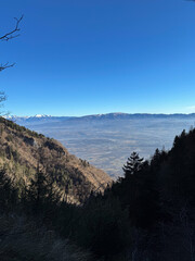 Dolomite Mountain View: Pine Branches and Valley Mist