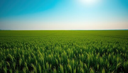 Vast emerald field stretches to a flawless azure sky, idyllic, background