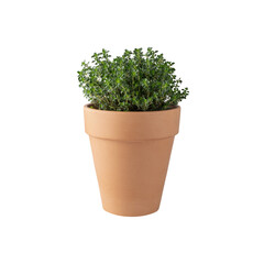 Aromatic green thyme bunch in clay pot isolated on white background. Thymus vulgaris faustini L.