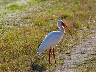 American white ibis in grass of wetlands of Viera  Florida