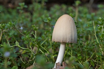 Close-up of nature featuring a mushroom among greenery, with textured contrasts. Perfect for nature, botanical, and ecological projects