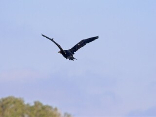 Double-crested Cormorant in flight over wetlands of  Viera  Florida.