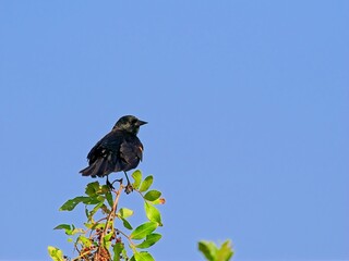 Red-winged blackbird perched on tip of branch set against clear blue sky