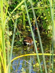 Common gallinule paddling through dense foliage along banks of wetland waters