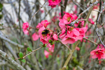 Close up a bumblebee collecting pollen from the flowers of Chaenomeles speciosa, also known as Japonica or Flowering Quince
