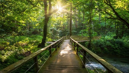 Lush green forest with sunlight filtering through dense foliage, a small wooden bridge over a stream