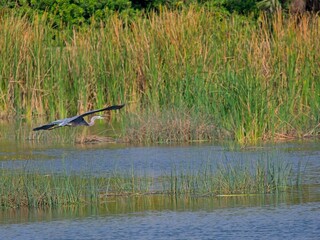 Great blue heron glides towards sawgrass covered banks of wetland waters
