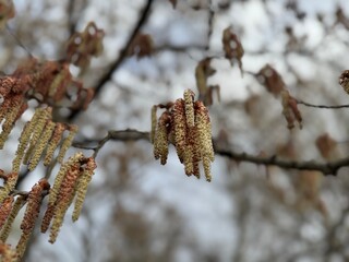 Close-up of flowering male catkins on branches of Populus nigra in spring. The black poplar, is a...