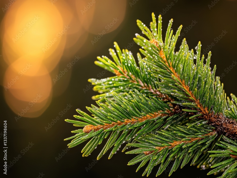 Poster close-up of a dewy pine branch with blurred golden bokeh background