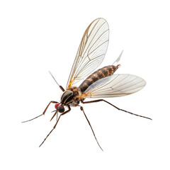 Mosquito