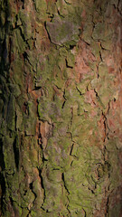 Kora drzewa sosnowego