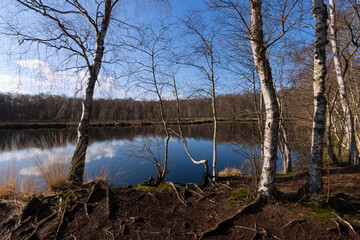 Mystischer See mit zauberhaftem Birkenwald im Kaltenhofer Moor bei Felm im Stodthagener Forst .