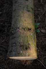 kłoda ściętego drzewa