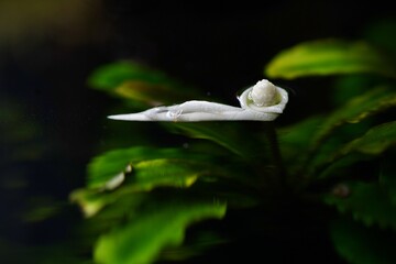 Biały kwiat, kwitnącej nad powierzchnią wody drobnej rośliny Bucephalandra sp.