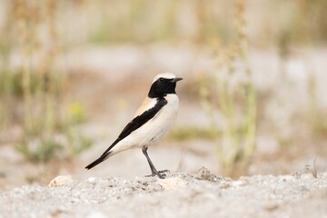 Black-eared wheatear on sandy ground.