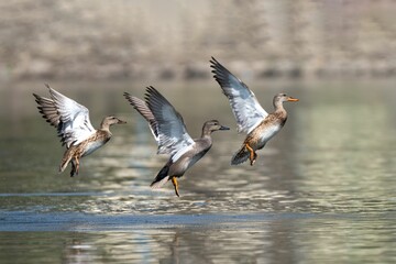 Ducks taking flight over a lake.