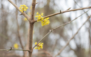 The delicate yellow flowers of Cornus mas - bloom on its branches, adding color to the spring landscape in early March