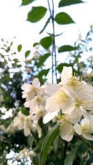 The blossom of a cherry tree, spring.