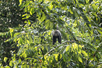Blue monkey on the branch. Monkey during african safari. Africa wildlife.	