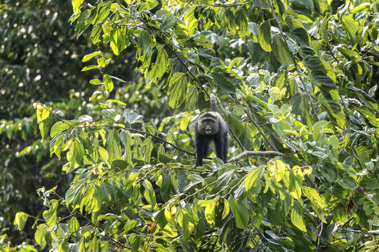 Blue monkey on the branch. Monkey during african safari. Africa wildlife.	 - Powered by Adobe