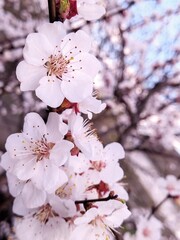 Obraz premium The blossom of a cherry tree, spring.