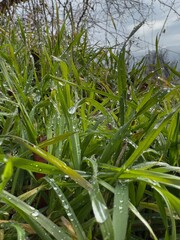 Natural Detail: Dew on Grass Blades in Morning Light