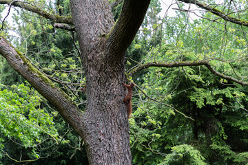 Fototapeta premium A lively and charming scene of squirrels playing on a tree within the tranquil surroundings of Assistens Cemetery in Copenhagen, Denmark. 