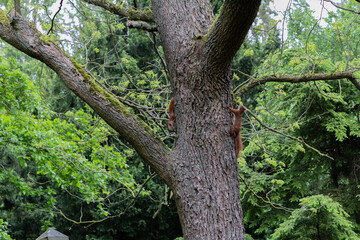 Fototapeta premium A lively and charming scene of squirrels playing on a tree within the tranquil surroundings of Assistens Cemetery in Copenhagen, Denmark. 
