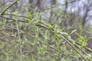 A close-up of young willow branches with green leaves, growing on the brambles in springtime