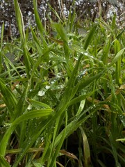 Natural Detail: Dew on Grass Blades in Morning Light