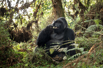 Mountain gorillas in the Mgahinga national park. Rare gorillas are hiding in the forest. Gorillas safari in Uganda.	